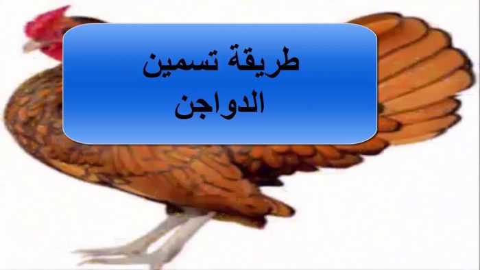كيفية وطريقة تسمين الدجاج بسرعة