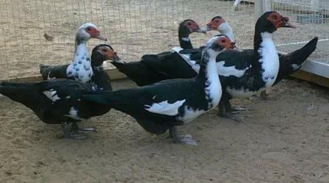 تربية البط السوداني في المنزل تربية البط السوداني في المنزل