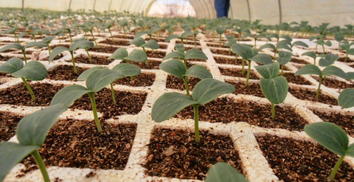 دراسة جدوى زراعة الخيار في الصوب 2021