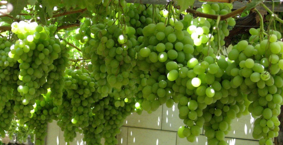 دراسة جدوى زراعة العنب في مصر 2021