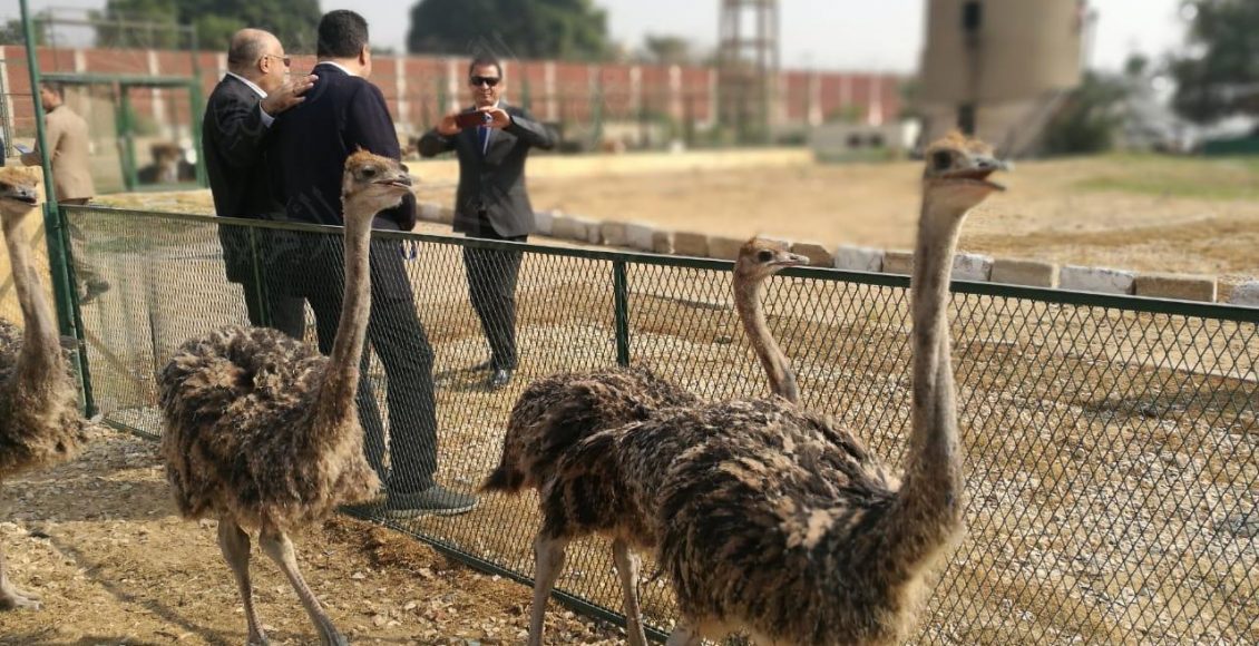 دراسة جدوى لمشروع تربية النعام