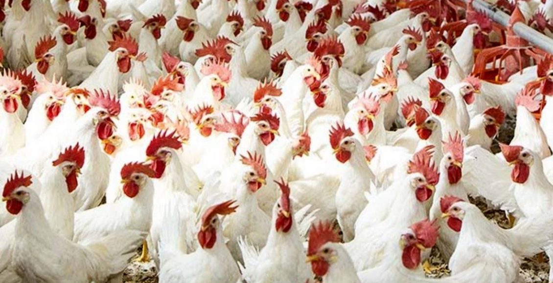 كيفية إنشاء مزرعة دواجن تسمين