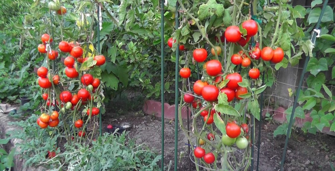 كيفية زراعة الطماطم (البندورة) في البيوت البلاستيكية