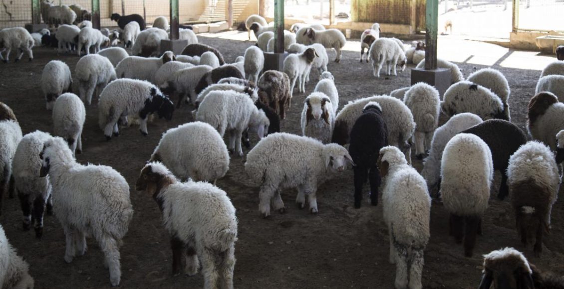 مشروع تربية الأغنام في الجزائر 1