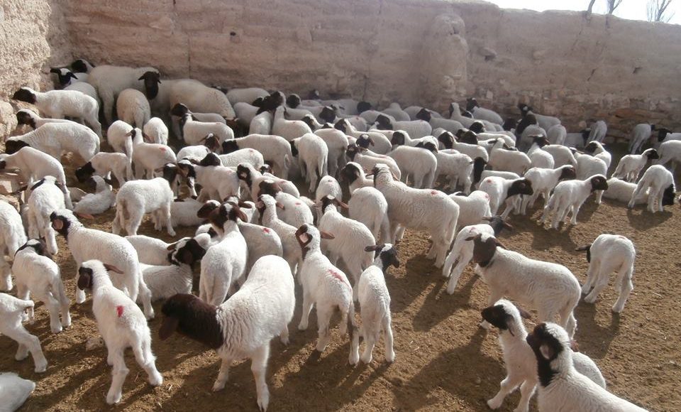 مشروع تربية الأغنام والماعز في مصر