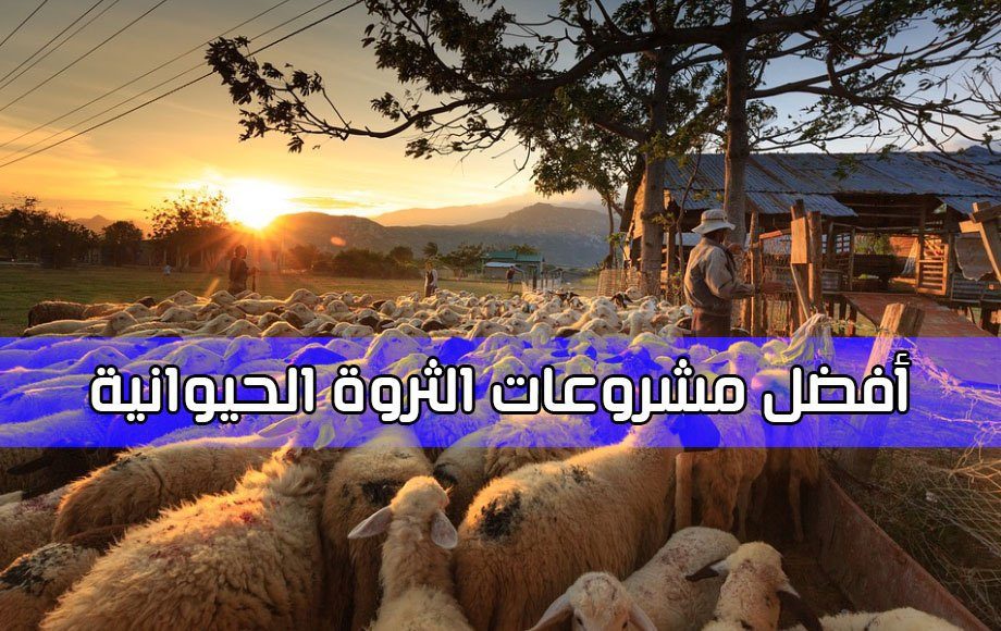 أفضل 5 أفكار لمشاريع الإنتاج الحيواني مربحة