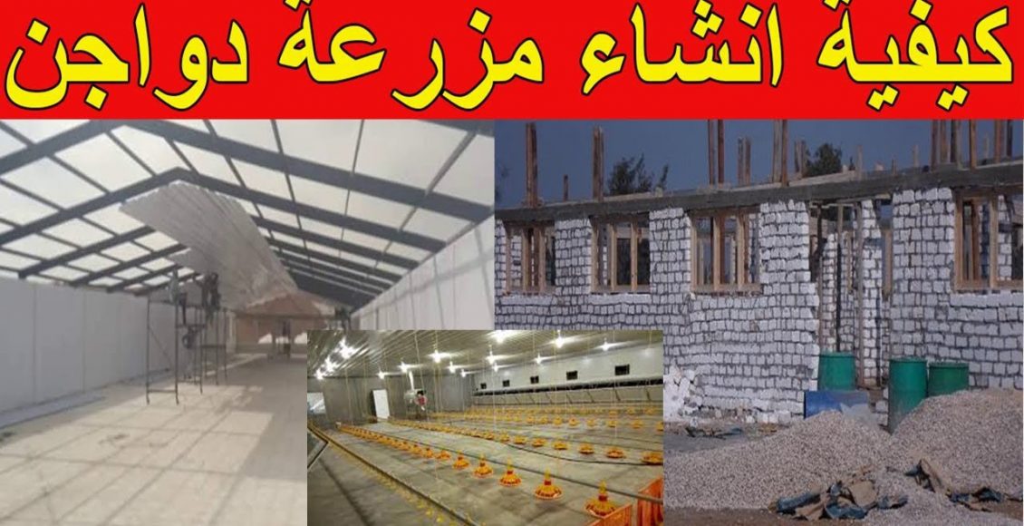 كيف تنشئ مزرعة دواجن