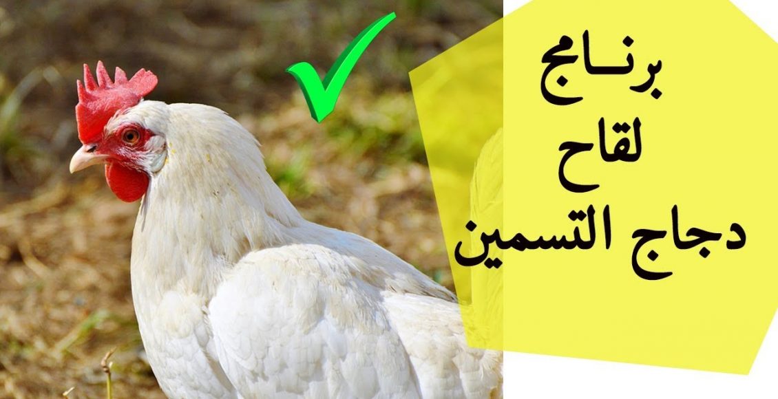 أفضل برنامج لتربية دواجن التسمين