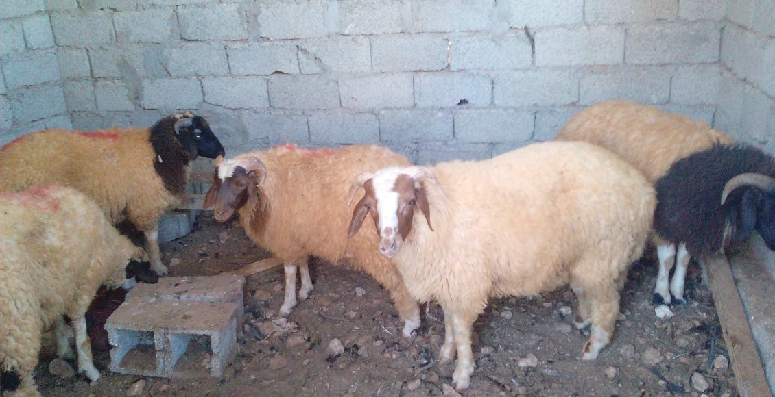 أنواع الأغنام في مصر