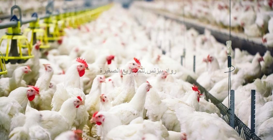 دراسة جدوى مزرعة دواجن