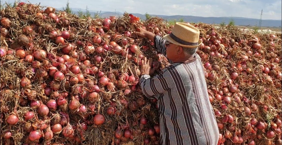 كيفية تخزين البصل بعد الحصاد
