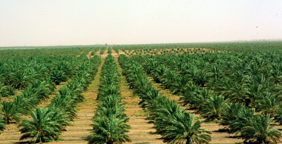 أهم المحاصيل الزراعية في المملكة العربية السعودية