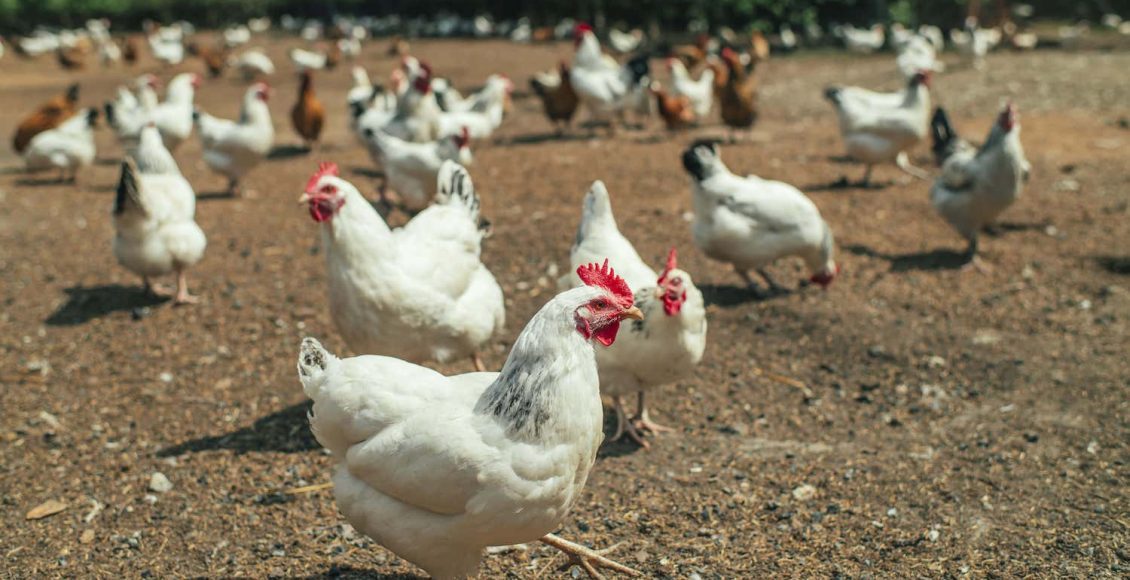علاج الإسهال الأخضر عند الدواجن