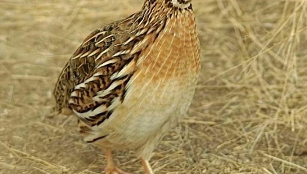 مشروع تربية السمان لتحقيق أعلى الأرباح
