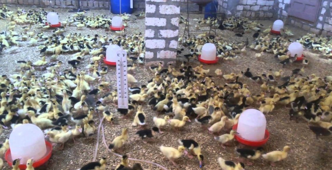 مشروع تربية بط مسكوفي عمر يوم دراسة جدوى