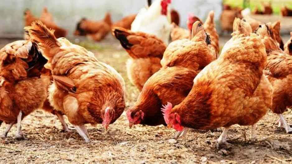 مشروع الفراخ البياضة
