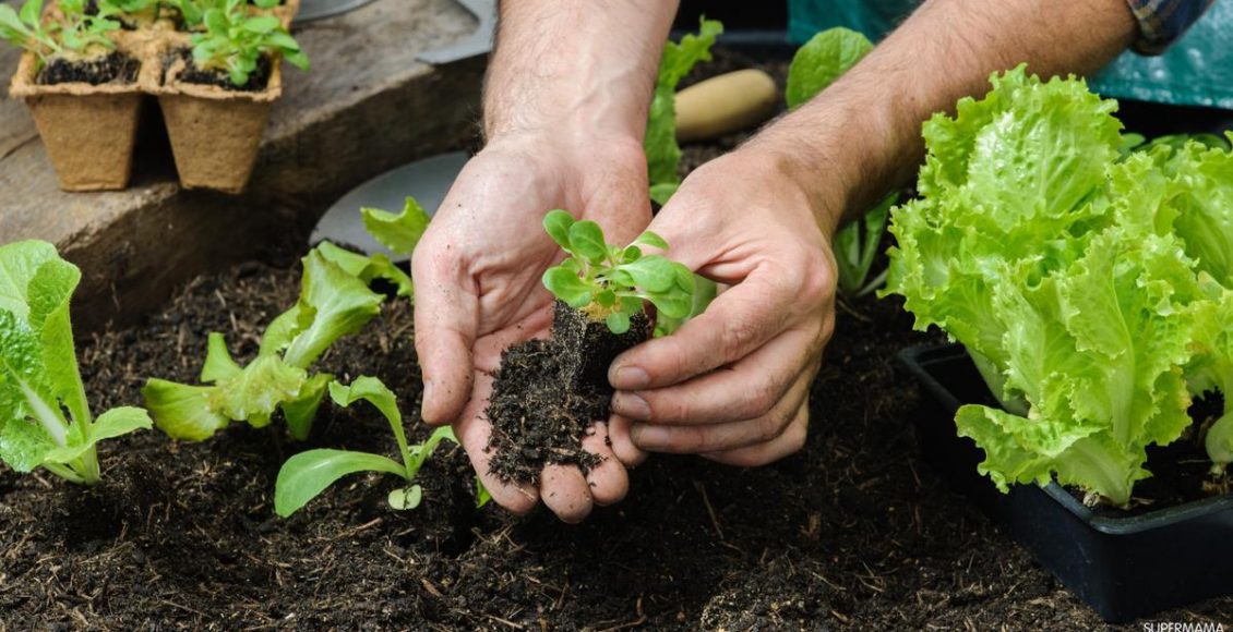 زراعة الخضروات الشتوية في المنزل