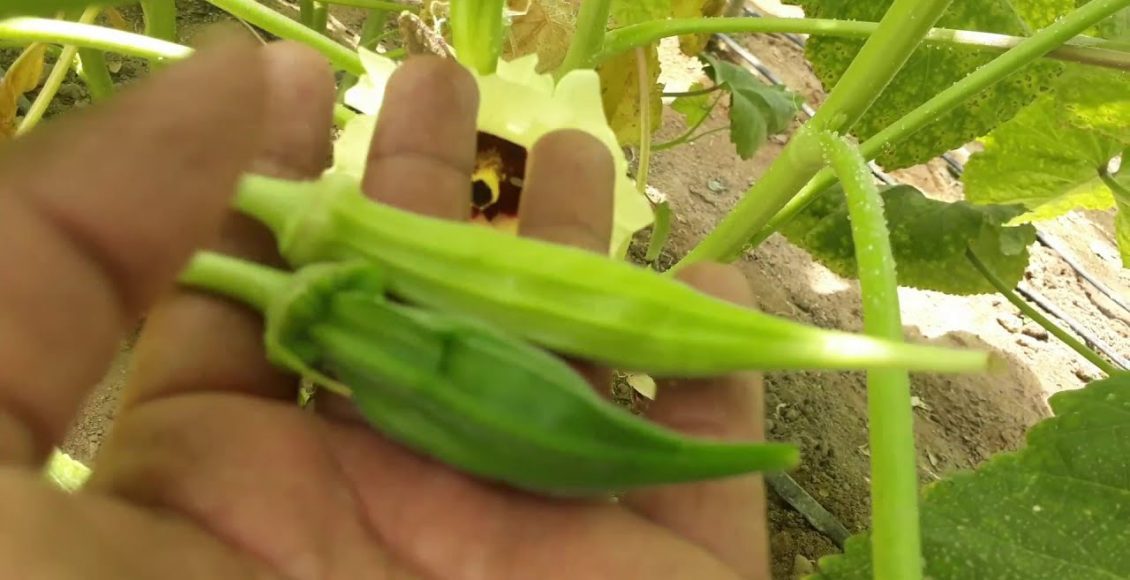 زراعة البامية في البيوت المحمية