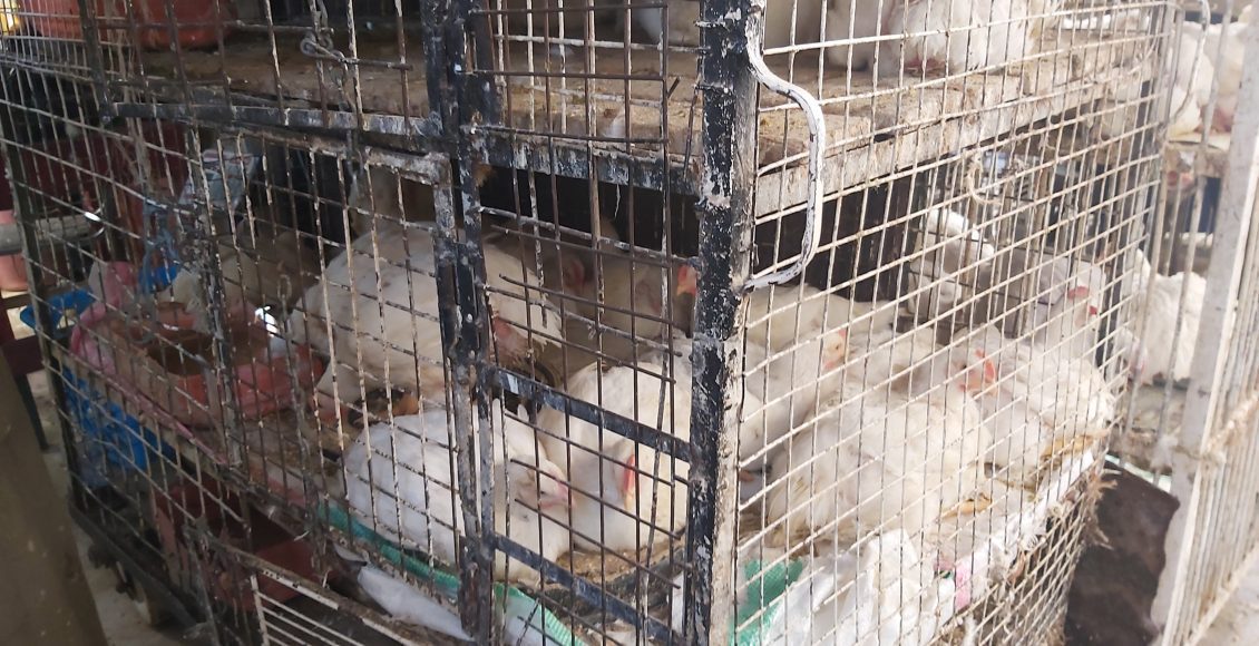 دراسة جدوى مشروع محل بيع فراخ