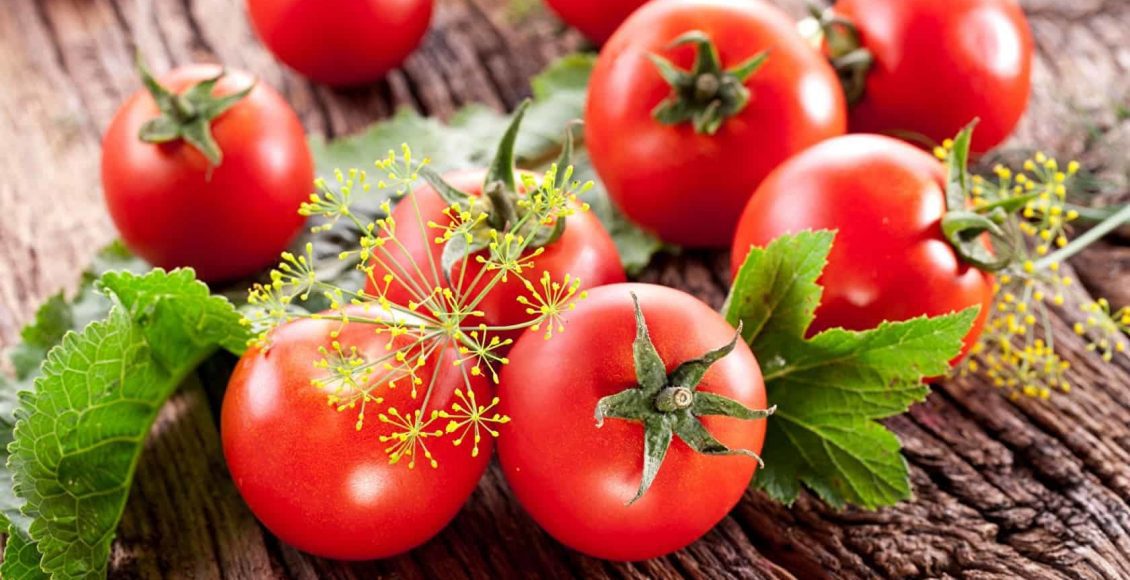 زراعة الطماطم بدون تربة (الزراعة المائية) بالخطوات