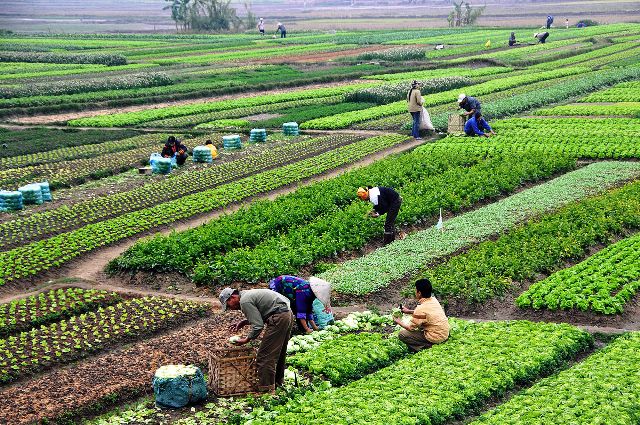 أفضل 12 مشروع زراعي في سوريا 2025 مربحة جدا