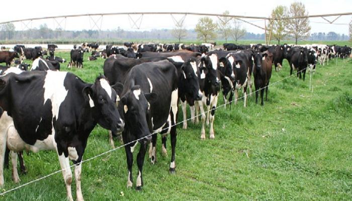 حيوانات تعيش في المزرعة والاستثمار منها