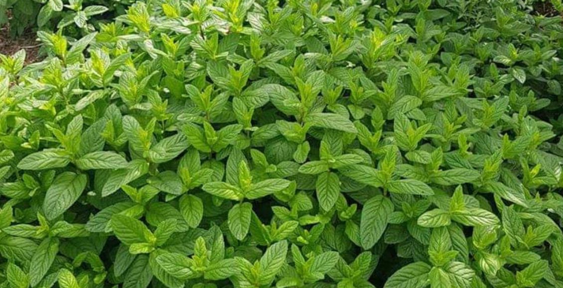 مواسم زراعة النعناع وطرق زراعته