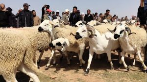أنواع الأغنام العربية بالصور – صناع المال