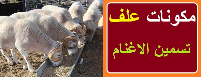 أفضل خلطة علف تسمين الخراف