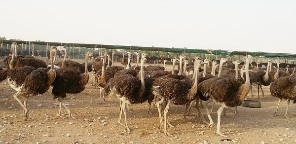 مشاكل تربية النعام في مصر