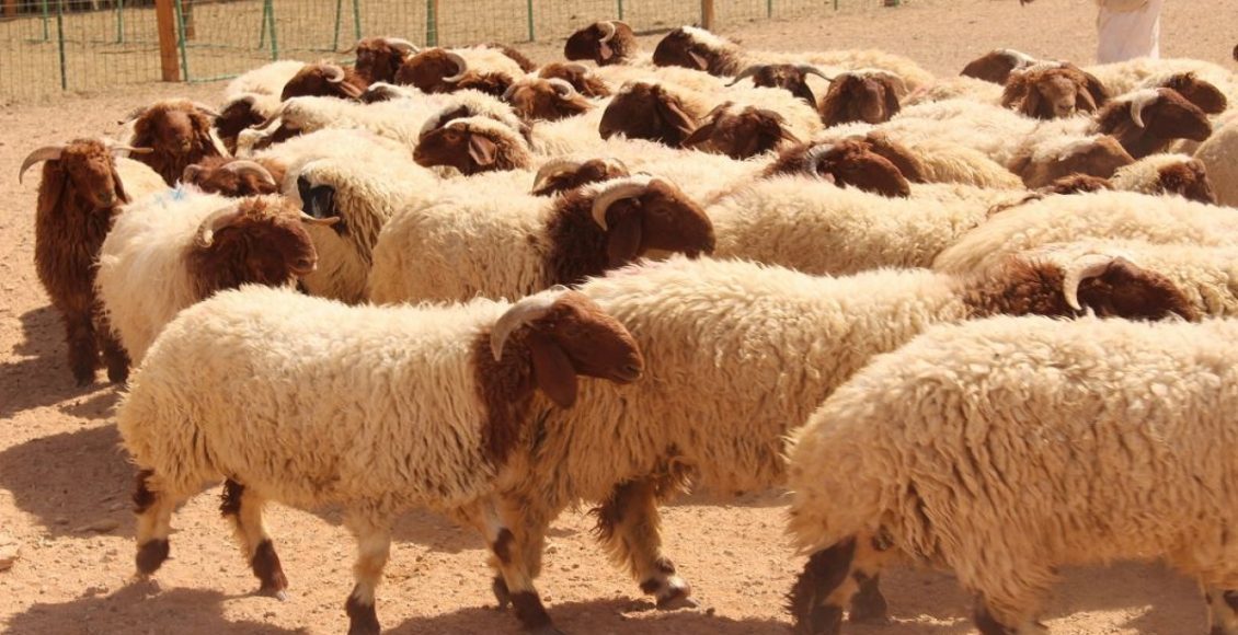 أفضل علاج للديدان عند الغنم
