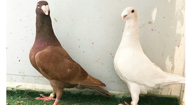 انواع الحمام الزاجل بالصور والاسماء