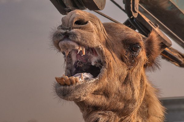 أمراض الإبل بالصور