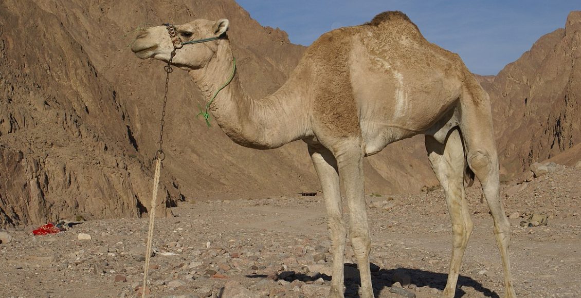 أين يعيش الجمل