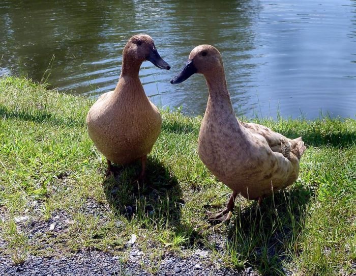 duck-domestic-khaki-campbell-poultry-far