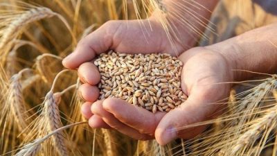 استقبال مصر 165 طن من القمح والذرة من أوكرانيا