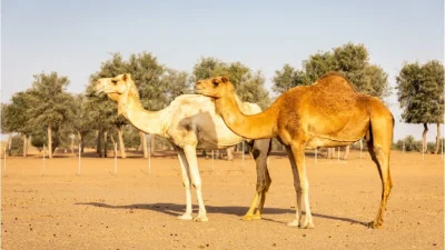 طريقة التسجيل في ترقيم الإبل عبر بوابة نما الإلكترونية