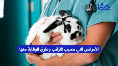 الأمراض التي تصيب الأرانب وطرق الوقاية منها