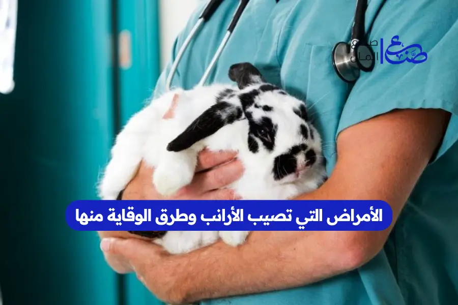 الأمراض التي تصيب الأرانب وطرق الوقاية منها