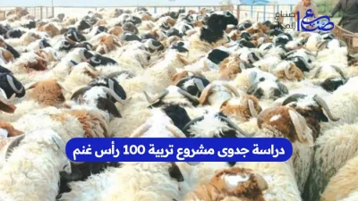 دراسة جدوى مشروع تربية 100 رأس غنم