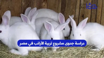 دراسة جدوى مشروع تربية الأرانب في مصر