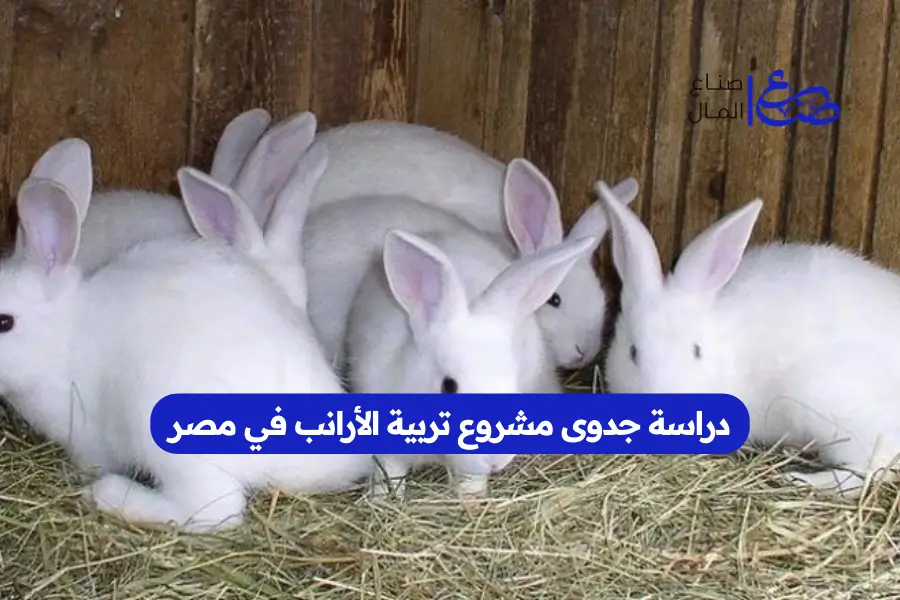 دراسة جدوى مشروع تربية الأرانب في مصر