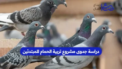 دراسة جدوى مشروع تربية الحمام للمبتدئين