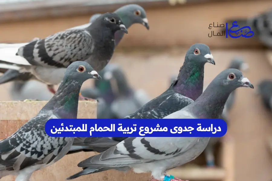 دراسة جدوى مشروع تربية الحمام للمبتدئين