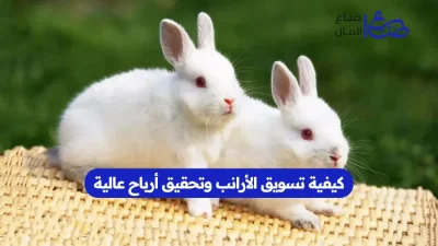 كيفية تسويق الأرانب وتحقيق أرباح عالية